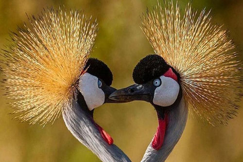 Những bậc thầy về độ chung thủy, một vợ một chồng trong thế giới động vật