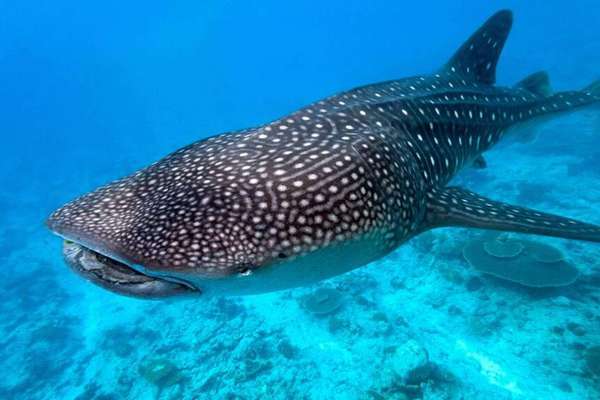 Sự thật về loài 'quái vật' có răng mọc quanh mắt