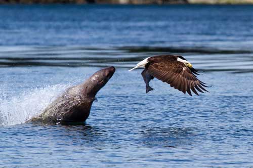 Ảnh đẹp: Sư tử biển cướp cá của đại bàng