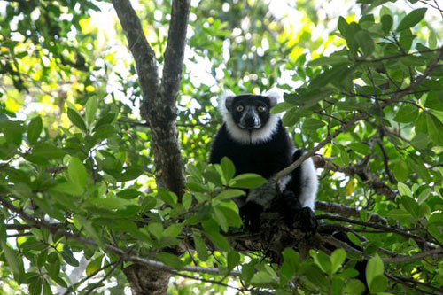 Các loài vượn cáo Madagascar gần như tuyệt chủng