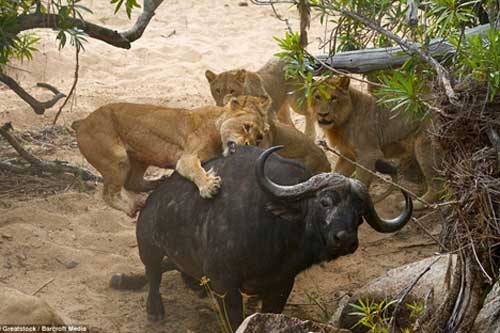 Trâu già tử chiến bầy sư tử: Kẻ săn mồi hụt hẫng