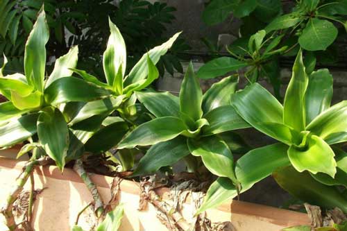 Trồng cây lược vàng vừa làm cảnh đẹp mà lại chữa "bách bệnh"