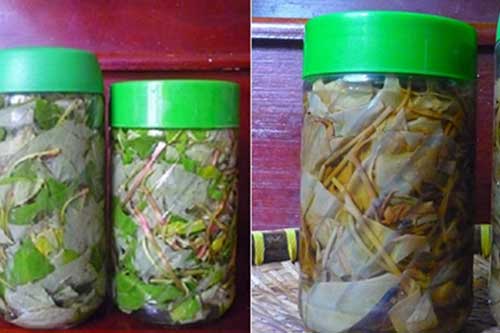 Lấy một nắm lá này ngâm rượu nếp: Bạn sẽ tiếc hùi hụi vì không biết “nước tiên” này sớm hơn