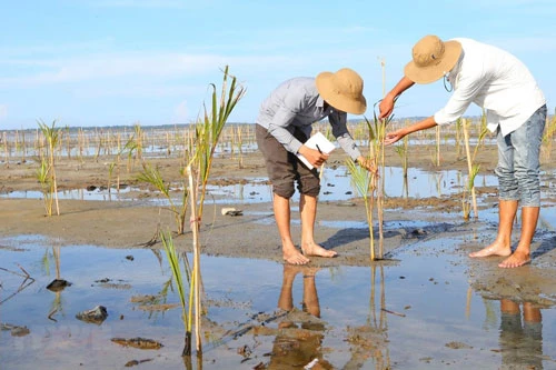 Người dân chăm sóc rừng ngập mặn trồng mới ở khu vực Rú Chá, xã Hương Phong, thị xã Hương Trà, tỉnh Thừa Thiên-Huế. (Ảnh: Hồ Cầu/TTXVN)