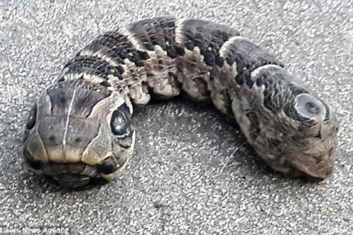 Tá hỏa vì gặp quái vật rắn hai đầu