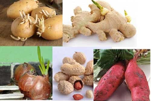 4 thực phẩm mọc mầm vứt bỏ ngay lập tức, kẻo ung thư gõ cửa