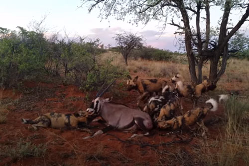 CLIP: Đàn chó hoang giết chết linh dương sừng thẳng Ả Rập đầy tàn bạo