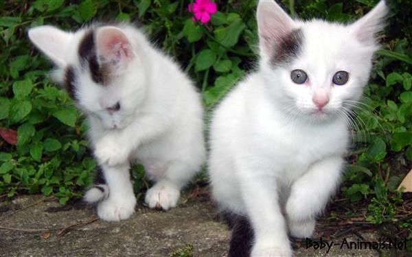 Tử vi 90 ngày tới: Những con giáp gánh lộc về nhà, tiền nhiều như lá mùa đông đếm hoài không hết