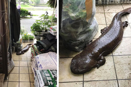 "Thủy quái" xông vào nhà dân sau trận mưa lớn