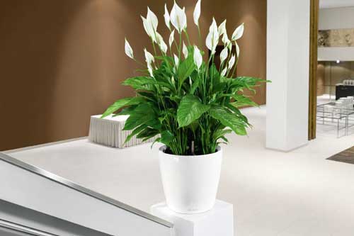 Muốn thọ lâu trăm tuổi, không ốm đau bệnh tật ít khi phải tới viện bạn hãy trồng ngay cây này