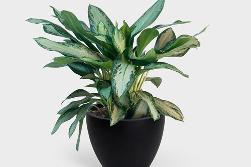 Những cây cảnh hợp nhất với mệnh kim để có thể mang lại may mắn