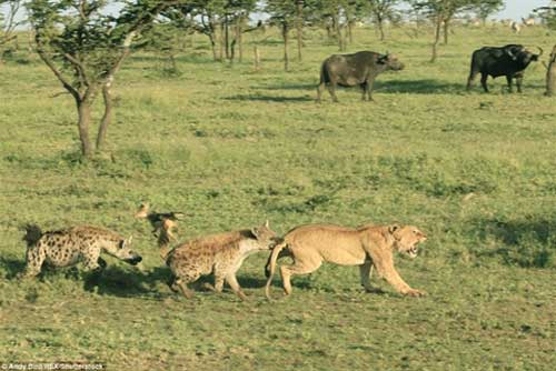 Linh cẩu "chơi đòn hiểm", sư tử đau đớn mất "tiệc tùng"