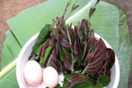 Bị những bệnh này không bao giờ cần tới thuốc tây, dùng lá mơ là khỏi ngay tức thì