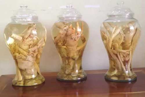 Cách ngâm rượu đinh lăng chuẩn nhất để dùng giúp cả đời khỏe mạnh