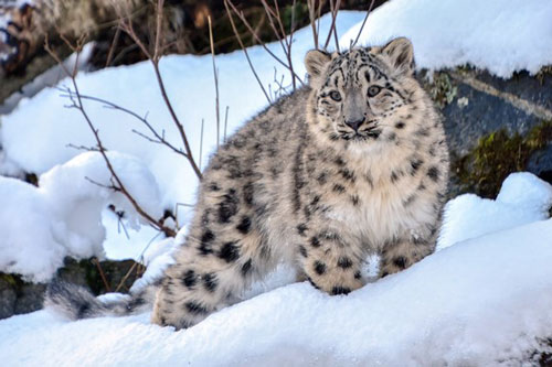 Kazakhstan: Phát hiện loài báo tuyết hiếm gặp 'dạo chơi' gần Almaty