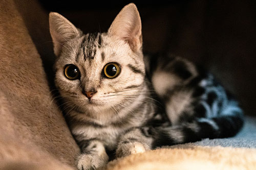 Dự đoán tử vi tuần mới 13/7-19/7 cho 12 con giáp: Tuổi Tý dễ thăng quan tiến chức, tuổi Sửu coi chừng mất tiền