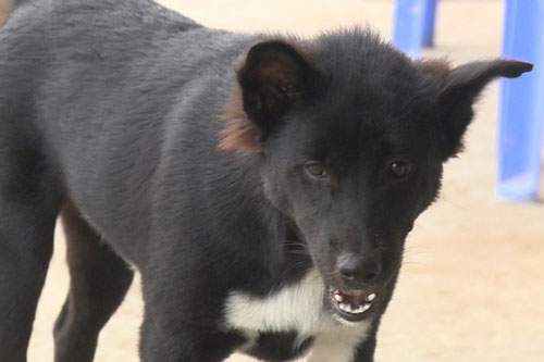 Không chủ quan với bệnh dại