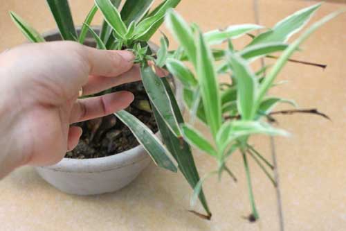 Mẹ trồng cây dây nhện làm cảnh mà sạch nhà