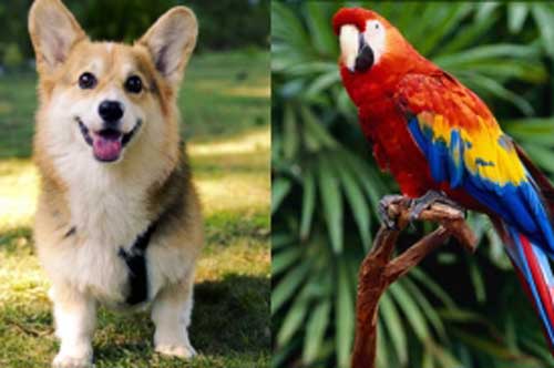 5 con vật nuôi trong nhà có thể giúp hóa giải vận đen, kéo tài lộc về cho gia chủ