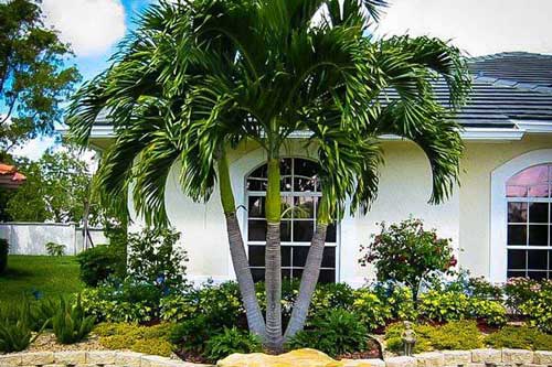 Những loại cây trồng trước nhà "gọi" may mắn, tài lộc vào ầm ầm