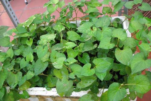 Dù nhà chật hẹp cỡ nào bạn cũng nên trồng ngay cây diếp cá nếu không chắc chắn sẽ hối hận cả đời