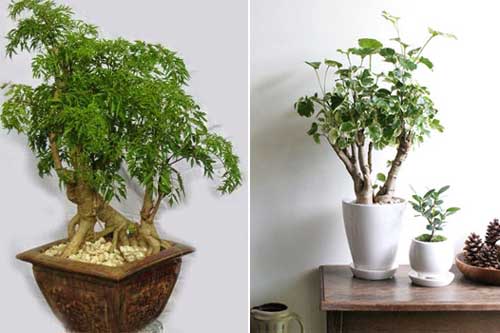 "Thần dược" để chữa "bách bệnh", chặn khí xấu, tài lộc vào ầm ầm gia đình luôn hạnh phúc