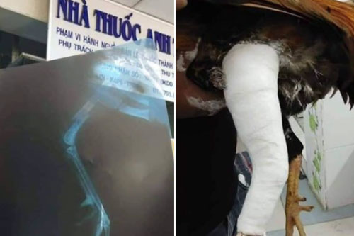 Gà cưng bị gãy chân, thanh niên làm điều khiến ai cũng 'choáng'