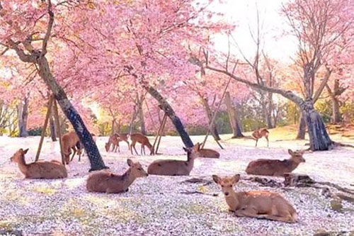 Đàn hươu nằm giữa rừng hoa, cảnh đẹp hiếm có trong mùa COVID-19