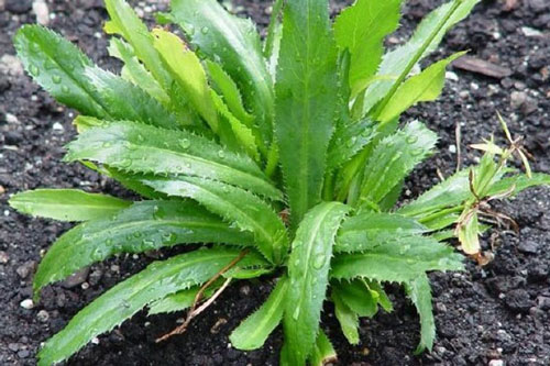 Ăn mùi tàu (ngò gai) kiểu này tốt hơn thuốc bổ, vừa tốt cho sức khỏe lại giúp chữa 'bách bệnh'