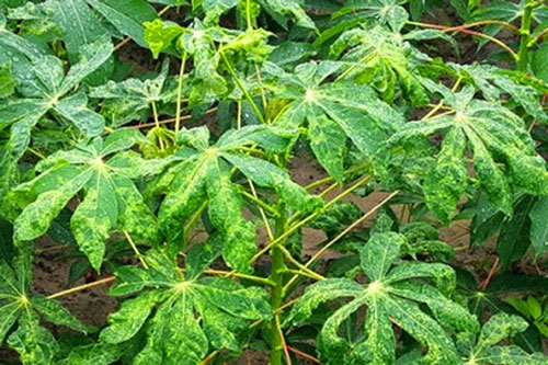 Ngộ độc sắn - Độc tố tự nhiên gây tử vong cao