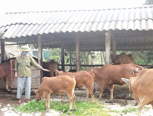 Nhờ chăn nuôi bò, gia đình ông Chỉnh đã vươn lên thoát nghèo có cuộc sống ổn định hơn.
