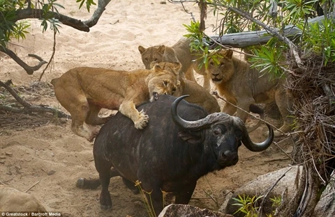 Một con trâu già bị tách ra khỏi đàn 300 con đã trở thành mục tiêu của bầy sư tử
