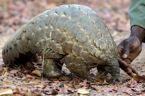 Gần 900.000 con tê tê bị buôn bán trong 2 thập kỷ qua ở Đông Nam Á