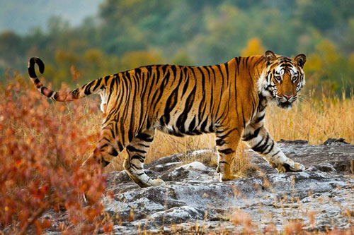 Từ giờ đến cuối năm 2020, 3 con giáp này dễ gặp may mắn đủ đường, giàu có hết phần thiên hạ