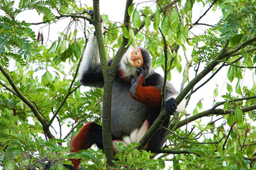 Ngắm Voọc chà vá chân nâu - 'nữ hoàng' của các loài linh trưởng