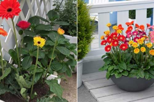 Cách trồng và chăm sóc hoa đồng tiền ra nhiều bông đẹp