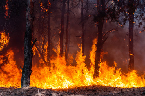 Công nghệ giúp phát hiện và cảnh báo cháy rừng sớm