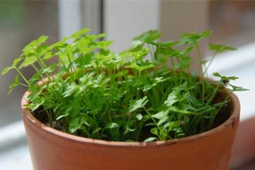Mách chị em 8 loại rau thơm chỉ trồng trong góc bếp cũng “lớn nhanh như thổi”