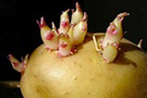 Thấy khoai tây mọc mầm, hãy làm ngay việc này và điều kinh ngạc sẽ xảy ra