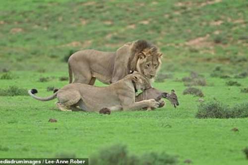 Vợ chồng sư tử vờn linh dương con: Cái kết đẫm máu