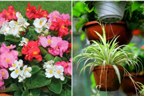 Khoa học kiểm chứng 5 loài cây giúp bạn miễn dịch ung thư lại mang về tài vận dồi dào cho cả gia đình