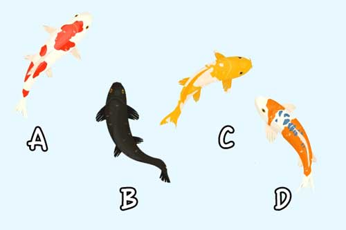 Trắc nghiệm: Tình hình tài chính hiện tại của bạn như thế nào?