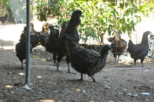 Quảng Ngãi: Nuôi gà đặc sản cho thu nhập cao