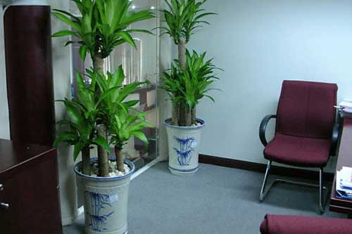 Muốn tiền 'vào như nước', nên bày các loại cây 'chỉ nghe tên thôi đã thấy giàu'