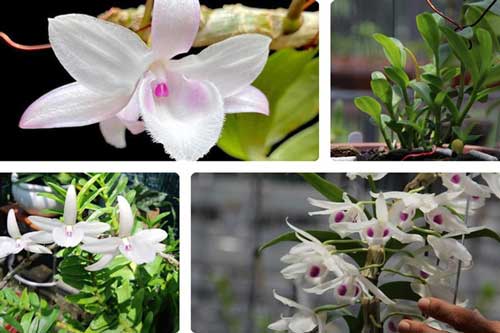 Lý giải nguyên nhân lan đột biến có giá hàng chục tỷ đồng