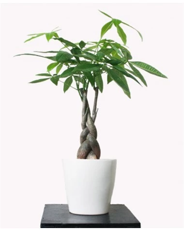 Muốn tiền vào như nước, nên bày các loại cây "chỉ nghe tên thôi đã thấy giàu" - 3