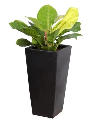 Muốn tiền vào như nước, nên bày các loại cây "chỉ nghe tên thôi đã thấy giàu" - 5