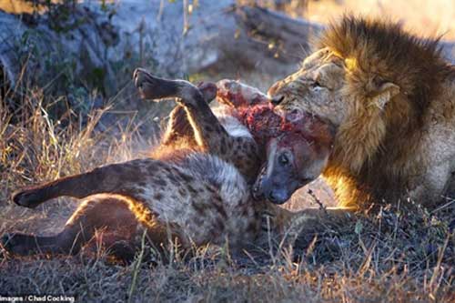 Rơi vào hàm sư tử, linh cẩu nhận cái kết thảm thương