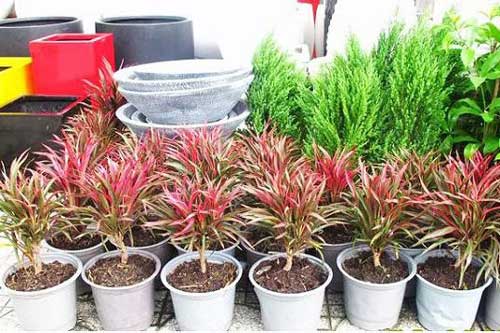 Trồng cây phát tài đỏ để cả năm phát tài, phát lộc, thuận buồm xuôi gió