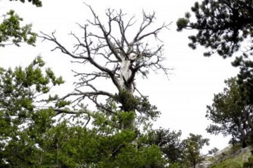 Cây thông cổ thụ hơn 1.200 năm tuổi vẫn tiếp tục "lớn"